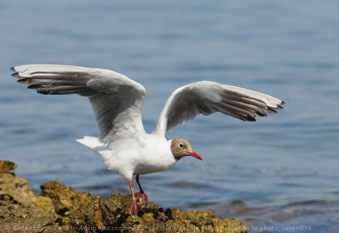 Photo de Mouette