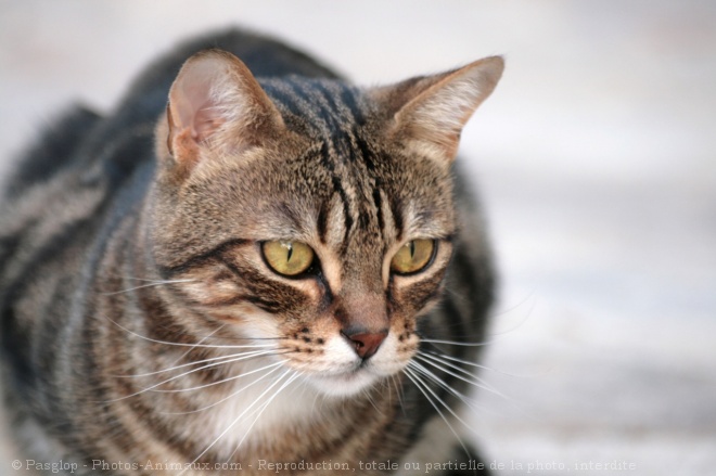 Photo de Chat domestique