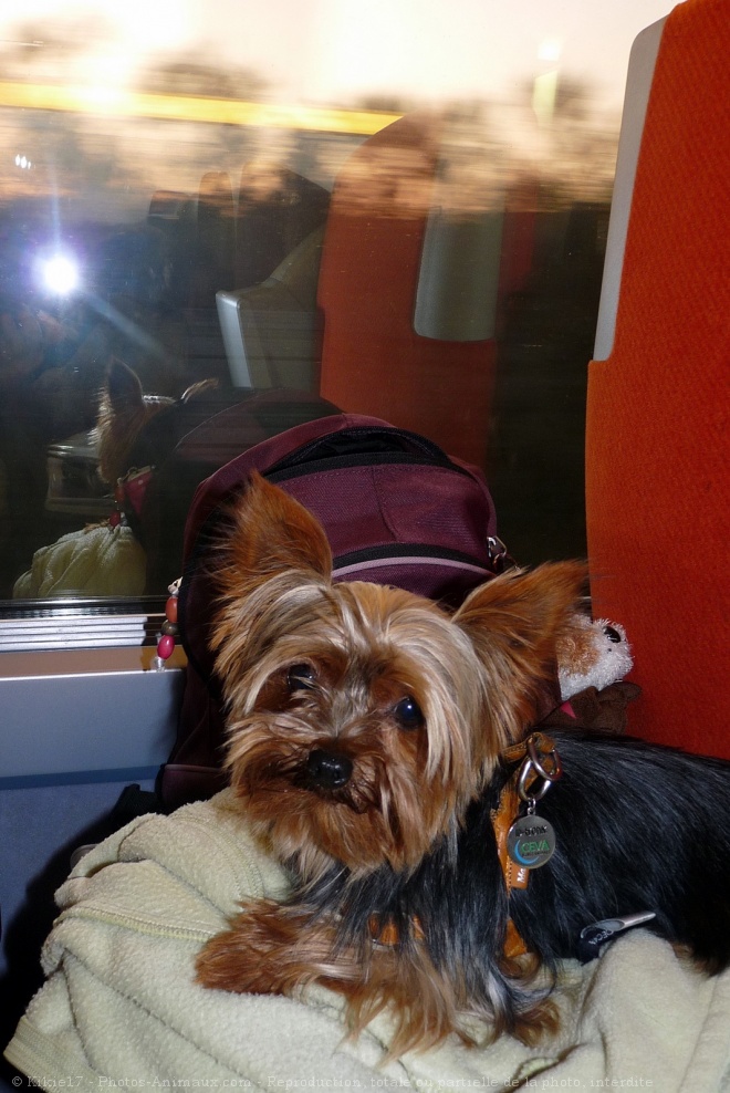 Photo de Yorkshire terrier