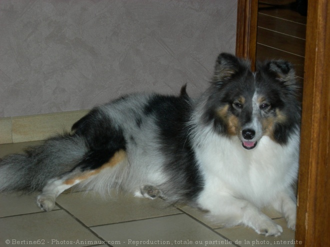 Photo de Chien de berger des shetland