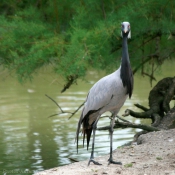 Photo de Grue demoiselle