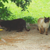 Photo de Chat domestique