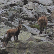 Photo de Chamois