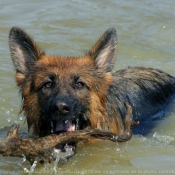 Photo de Berger allemand  poil court