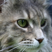 Photo de Maine coon