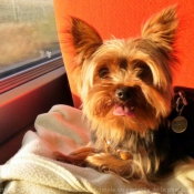 Photo de Yorkshire terrier