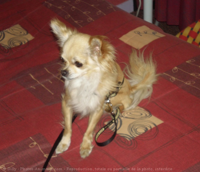 Photo de Chihuahua  poil long