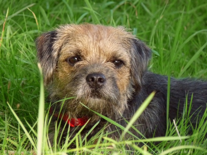 Photo de Border terrier