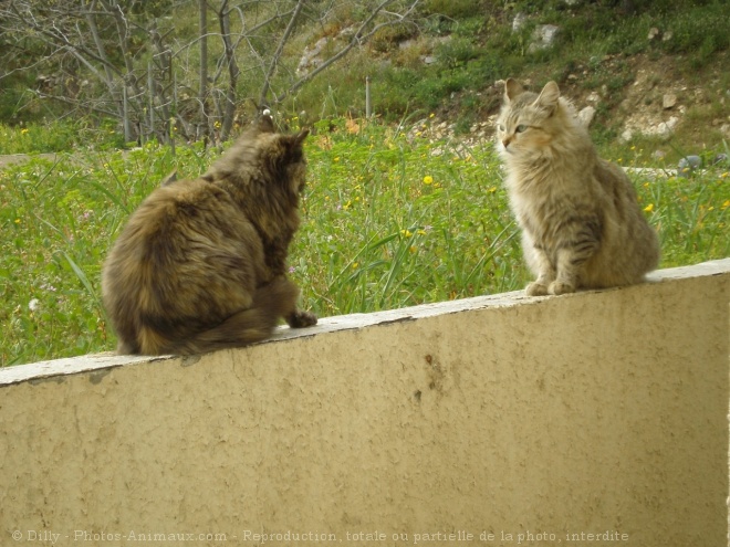 Photo de Chat domestique