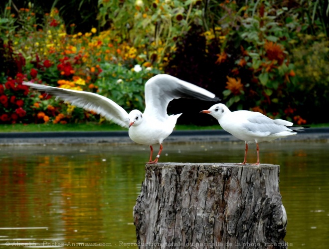 Photo de Mouette