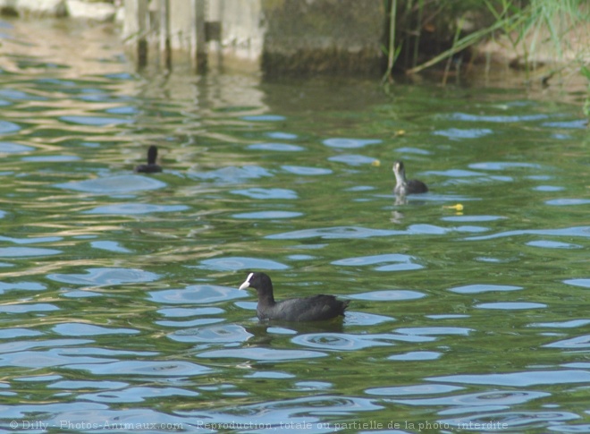 Photo de Foulque macroule