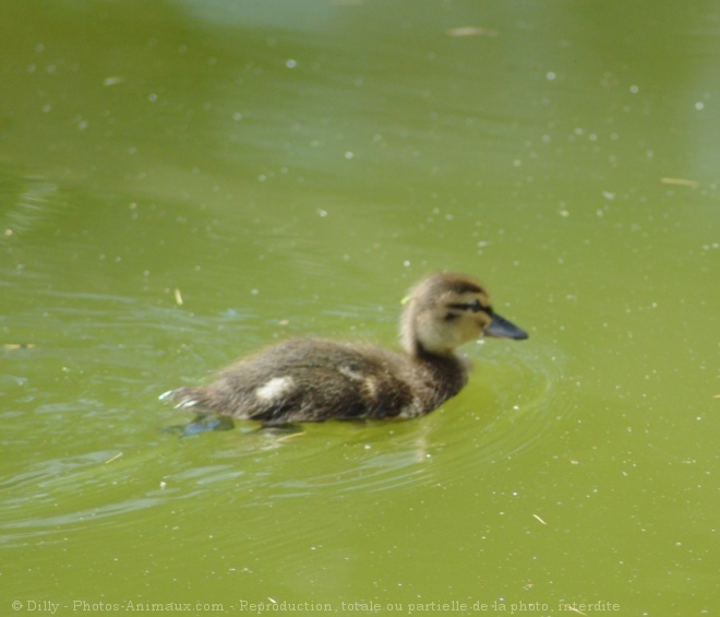 Photo de Canard