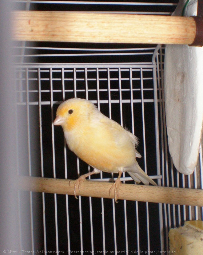 Photo de Canari