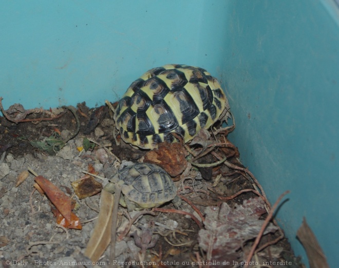 Photo de Tortue