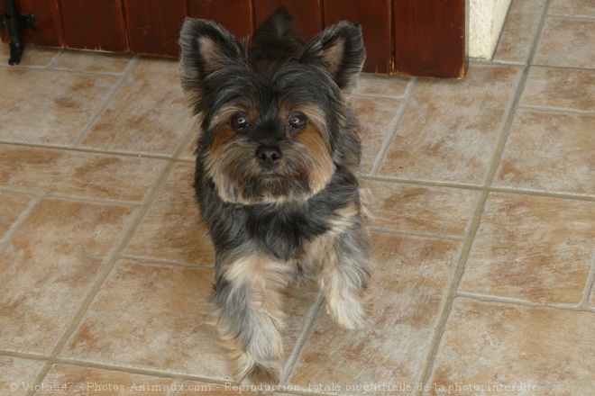 Photo de Yorkshire terrier