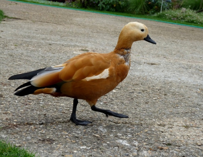 Photo de Canard tadorne casarca