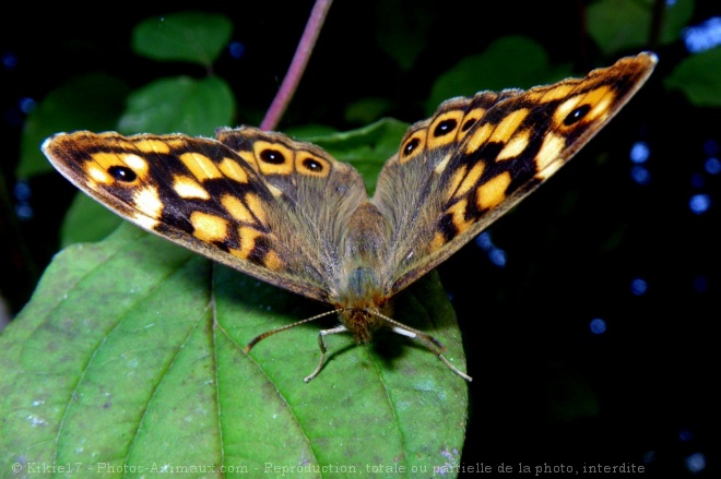 Photo de Papillon