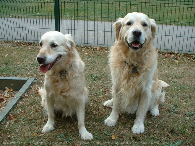 Photo de Golden retriever