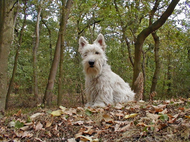 Photo de Scottish terrier