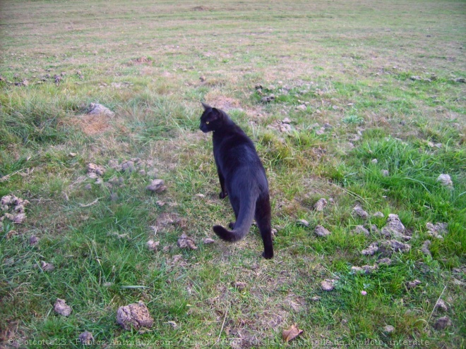 Photo de Chat domestique