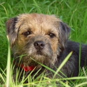 Photo de Border terrier