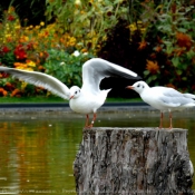 Photo de Mouette