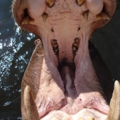 Photo de Hippopotame