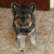 Photo de Yorkshire terrier