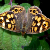 Photo de Papillon