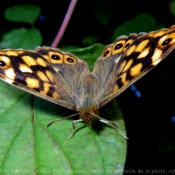 Photo de Papillon