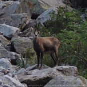 Photo de Chamois