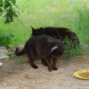 Photo de Chat domestique