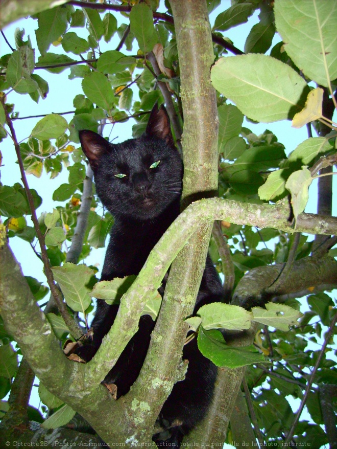 Photo de Chat domestique