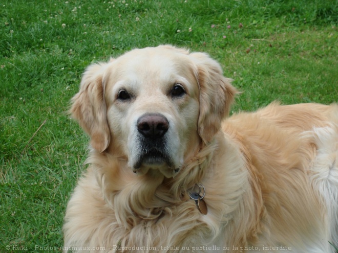 Photo de Golden retriever