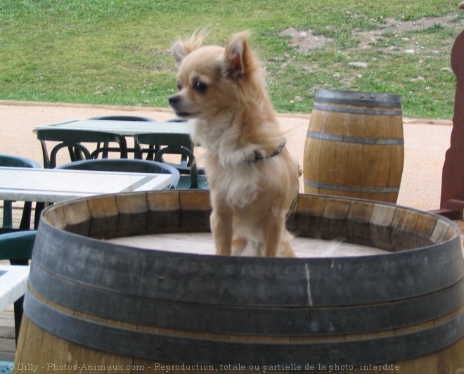 Photo de Chihuahua  poil long