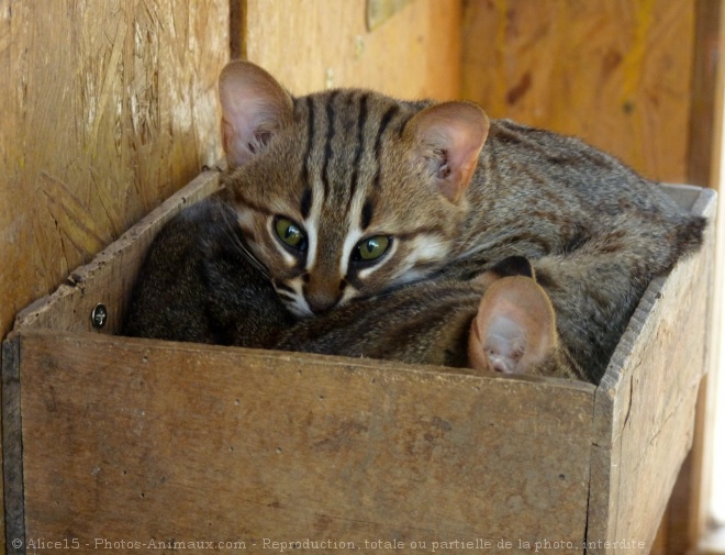 Photo de Chat rubigineux