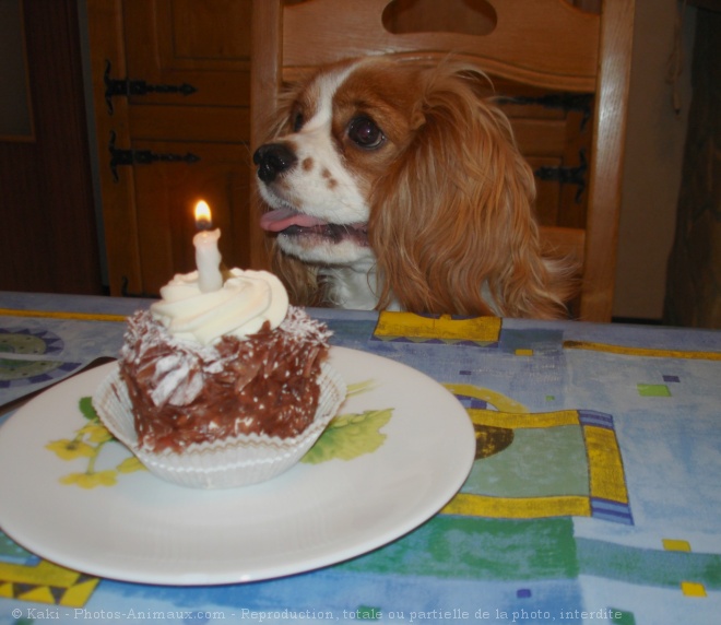 Photo de Cavalier king charles spaniel