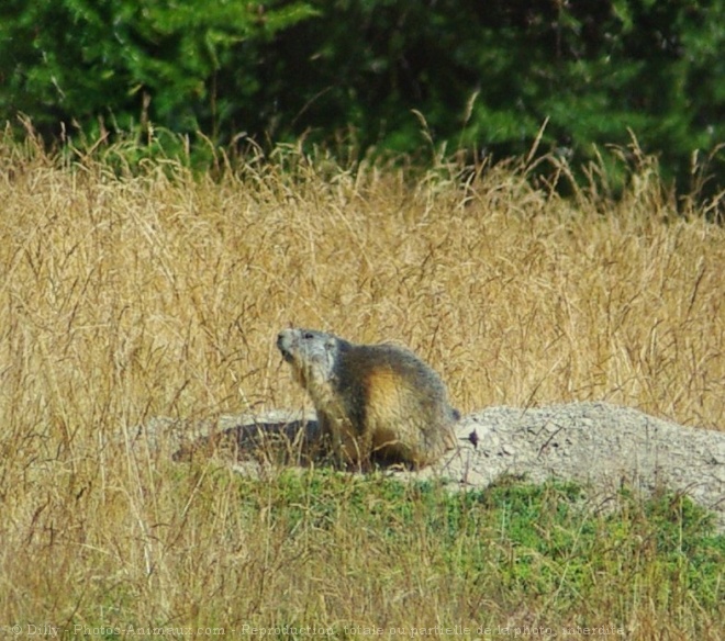 Photo de Marmotte