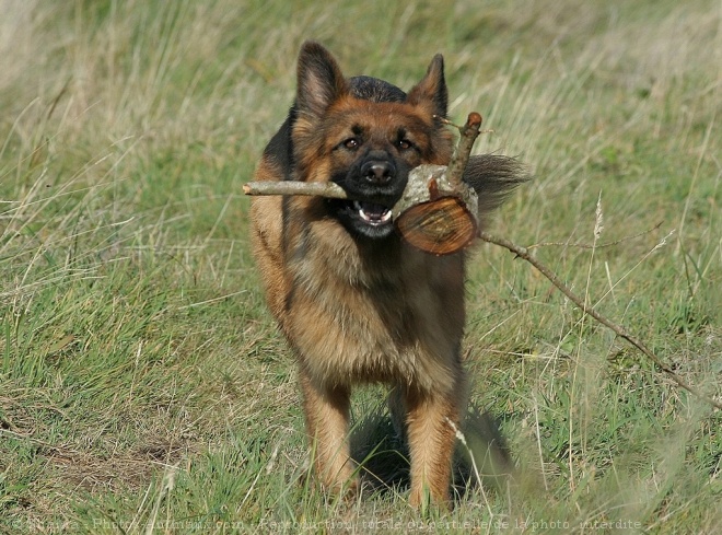 Photo de Berger allemand  poil court