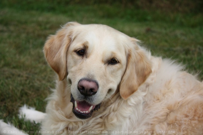 Photo de Golden retriever