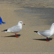 Photo de Mouette