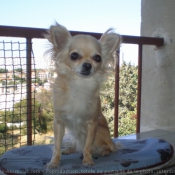 Photo de Chihuahua  poil long