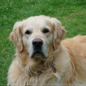 Photo de Golden retriever