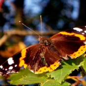 Photo de Papillon