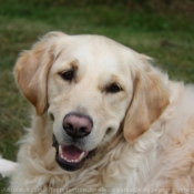 Photo de Golden retriever