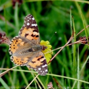 Photo de Papillon