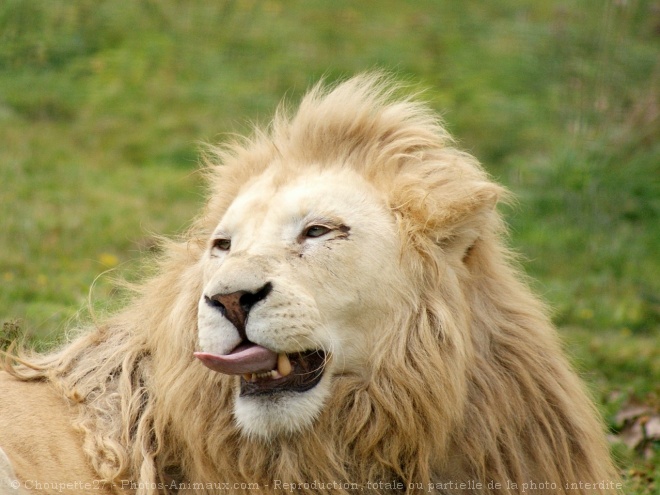 Photo de Lion