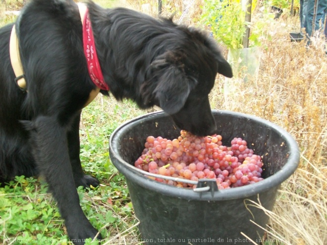 Photo de Border collie