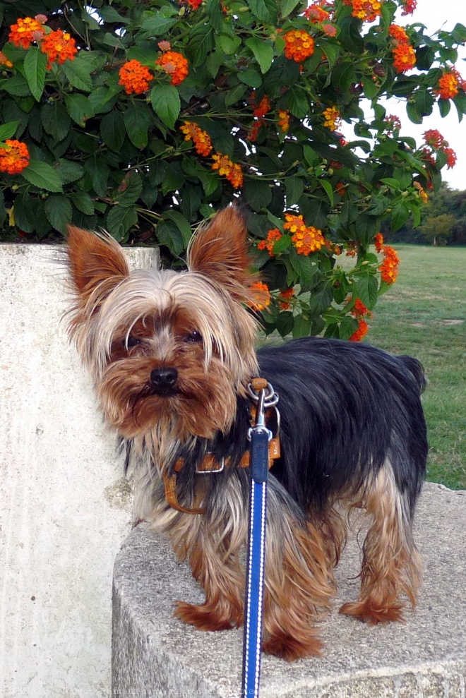 Photo de Yorkshire terrier