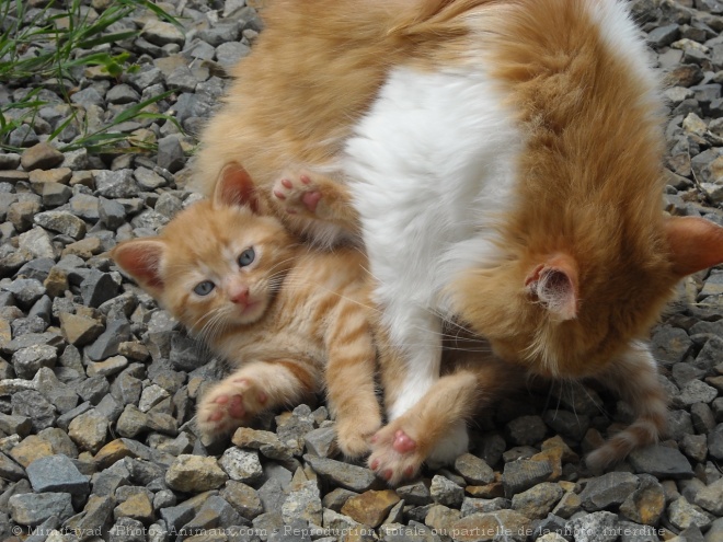 Photo de Chat domestique